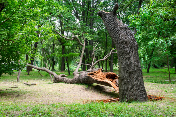 How Our Tree Care Process Works  in  Trevorton, PA