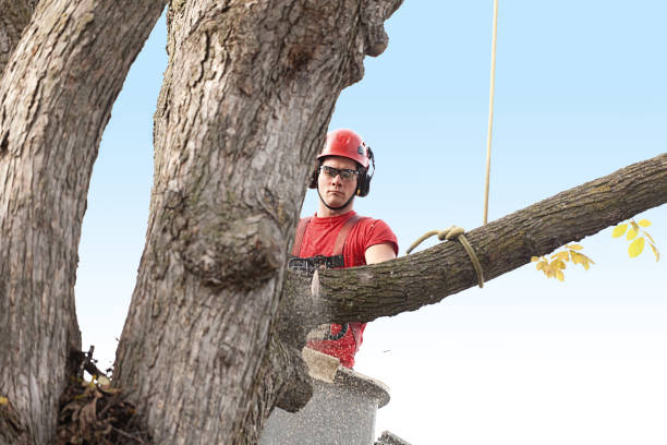 Professional Tree Services in Trevorton, PA